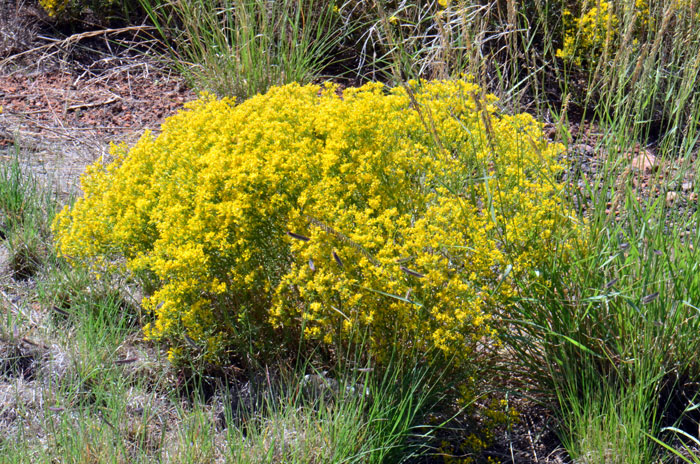 Threadleaf Snakeweed is found growing in elevations from 1,000 to 7,000 feet (305-2,135 m) and preferring broad habitat types; dry grasslands, chaparral, desert scrub, oak or oak-pine woodlands, gravelly or rocky limestone or gypsum substrates, sand dunes; often in disturbed and over-grazed areas. Gutierrezia microcephala